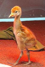 Black Red Yellow on 22nd May 2013 Black Red Yellow on 22nd May 2013